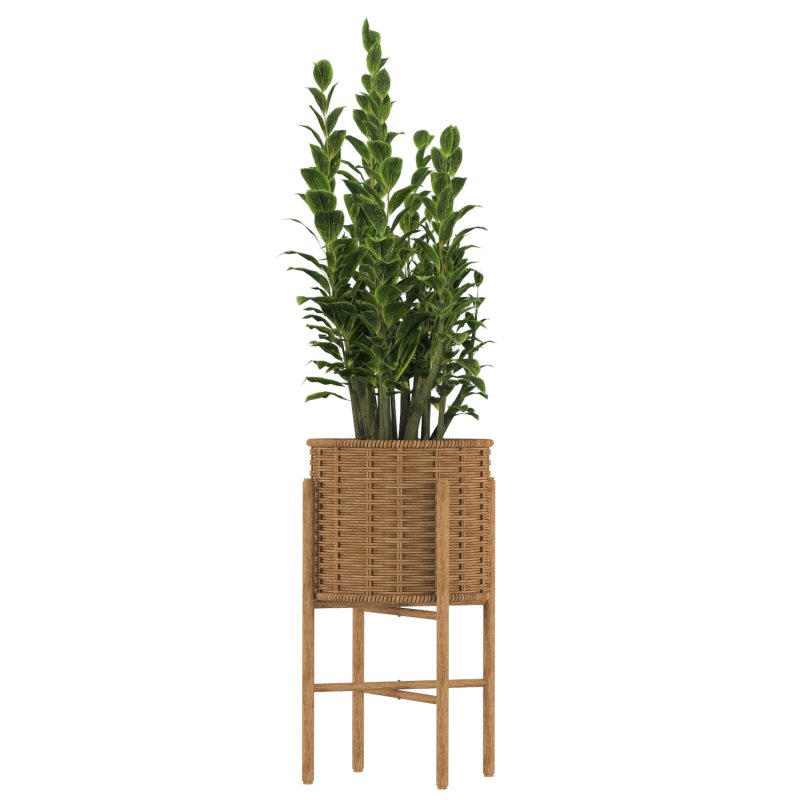 Zamioculcas Wicker Pot - Image 3