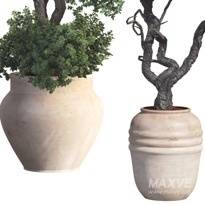 Outdoor Plant 09 - Image 5