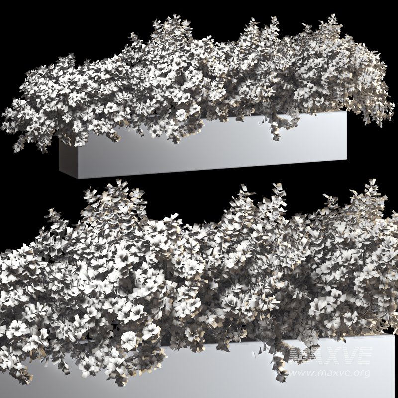 Outdoor Bush Collection in Pot 011 - Image 6