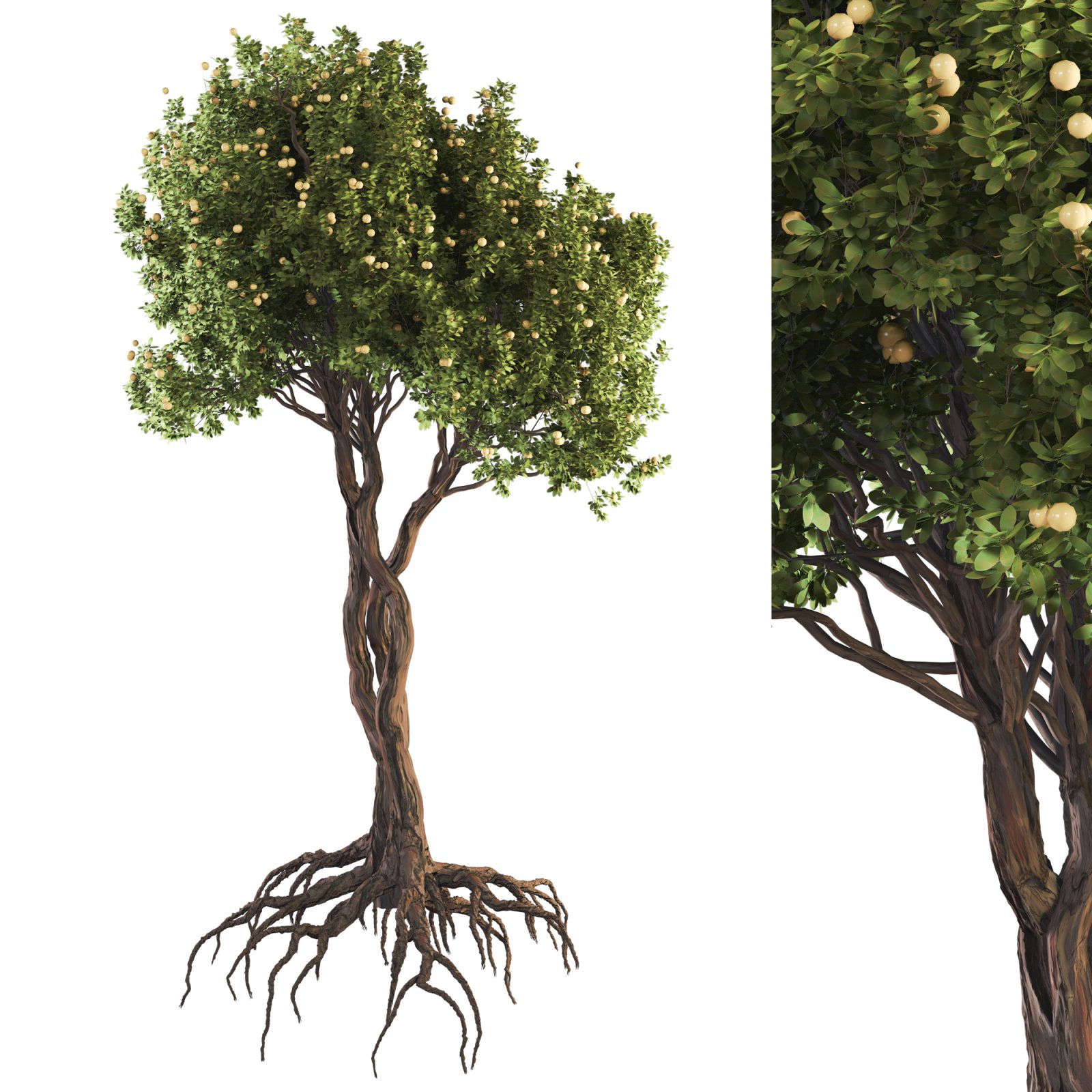 Jungle Fruit Tree and ivy plant 3D model Maxve