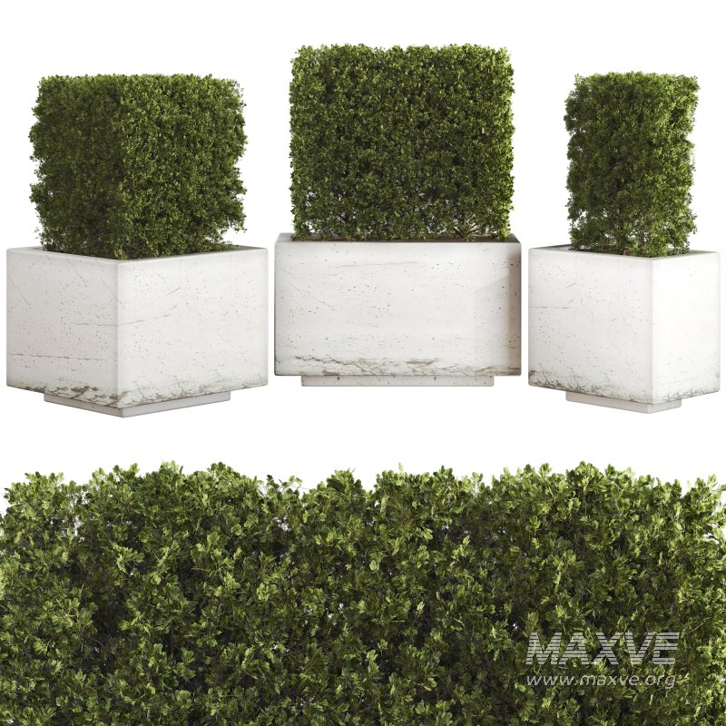 Hedge Set 01 - Image 1
