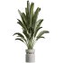 AV Indoor Plants Set 288 Fruit Lemon Tree and Banana Nicolai and Ficus Dracaena Marginata and Olive - Thumbnail 4