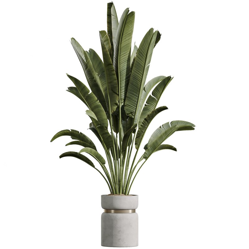 AV Indoor Plants Set 288 Fruit Lemon Tree and Banana Nicolai and Ficus Dracaena Marginata and Olive - Image 4