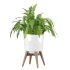 Fern Plant Set - Thumbnail 6