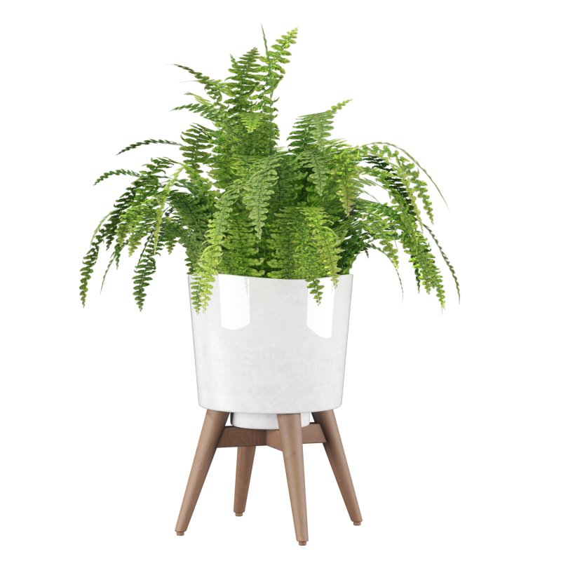 Fern Plant Set - Image 6