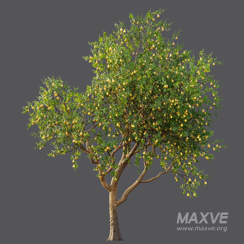 AV Fruit Trees Pear Pyrus Communis Red and Armeniaca Vulgaris Prunus - Image 6