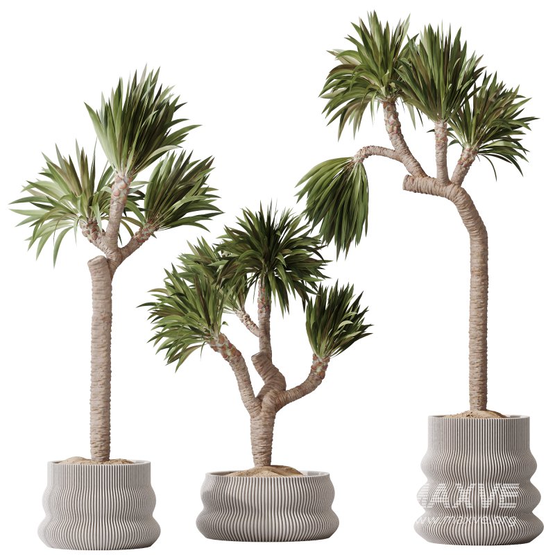 AV Indoor Plants Set 295 Mission Olive Tree Indoor and Yucca Elephantipes Gigantea - Image 6