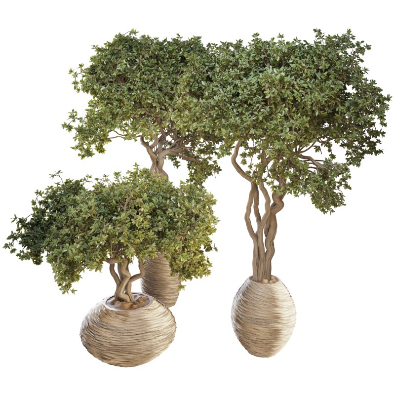 Indoor Plant Set 03 - Image 2