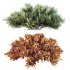 AV Plant Blue Sargent Juniper Parsoni Gallon Juniperus Sabina Chinensis - Thumbnail 3