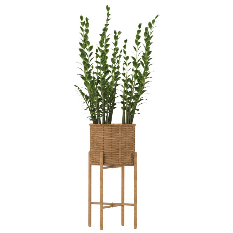 Zamioculcas Wicker Pot - Image 2