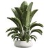 AV Indoor Plants Set 294 Ficus Marginata Olive Banana Nicolai Yucca Palm Ficus Benjamina - Thumbnail 4