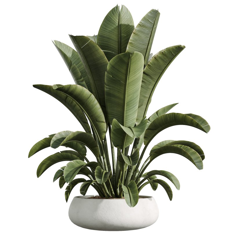AV Indoor Plants Set 294 Ficus Marginata Olive Banana Nicolai Yucca Palm Ficus Benjamina - Image 4