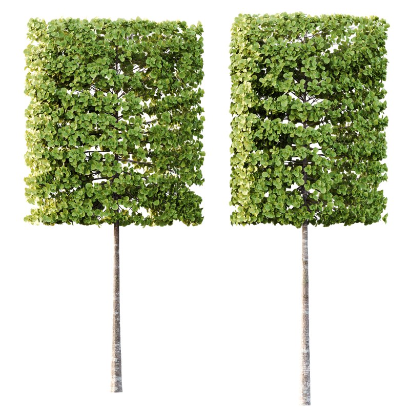 fagus sylvatica tree 17 - Image 1