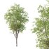 fagus sylvatica tree 03 - Thumbnail 1