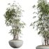 AV Indoor Plants Set 300 Japandi Decorative Minimalism Ficus Dracaena Marginata - Thumbnail 4