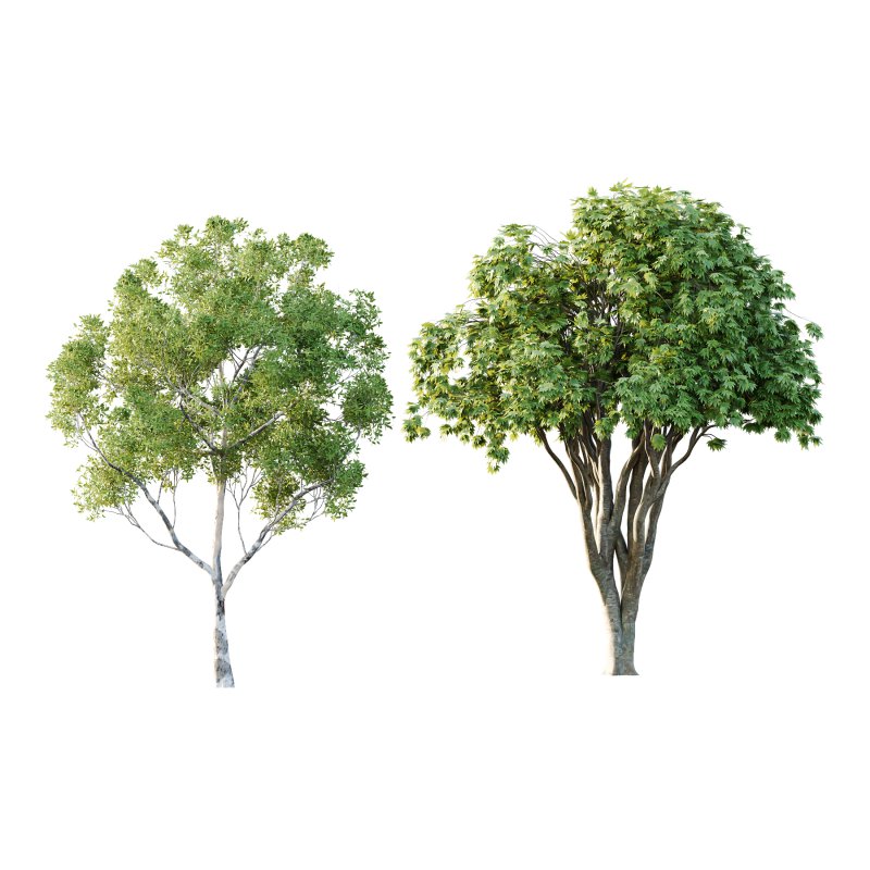 Different Trees 27 - Image 2