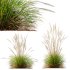 ntal grass hybrid that brings vertical elegance to any garden or architectural visualization. Originally cultivated in Germany and widely popularized across Europe and North America, this perennial grass features upright, feather-like plumes and narrow green blades that shift to golden hues in late summer. Its architectural form, graceful sway in the wind, and low-maintenance nature make it a favorite among designers looking to evoke movement, rhythm, and a naturalistic softness in modern landscapes. - Thumbnail 8