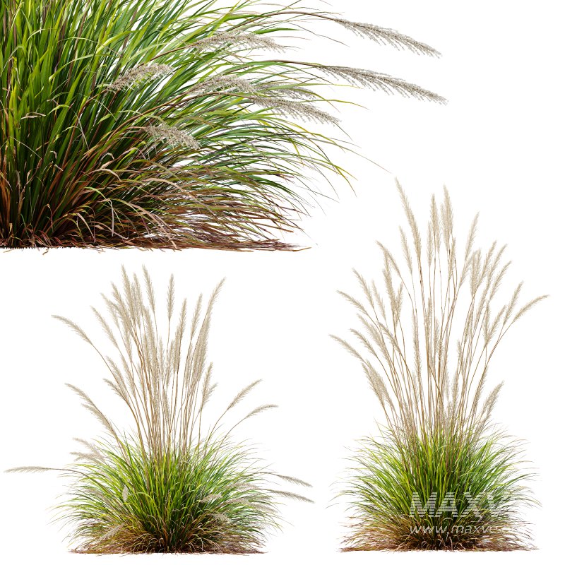 ntal grass hybrid that brings vertical elegance to any garden or architectural visualization. Originally cultivated in Germany and widely popularized across Europe and North America, this perennial grass features upright, feather-like plumes and narrow green blades that shift to golden hues in late summer. Its architectural form, graceful sway in the wind, and low-maintenance nature make it a favorite among designers looking to evoke movement, rhythm, and a naturalistic softness in modern landscapes. - Image 8