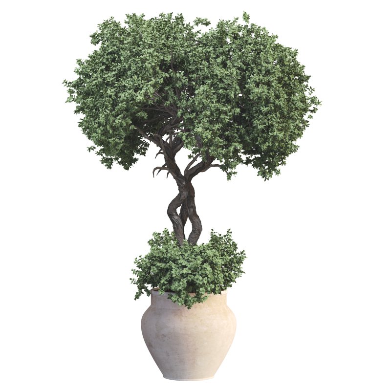 Outdoor Plant 09 - Image 3