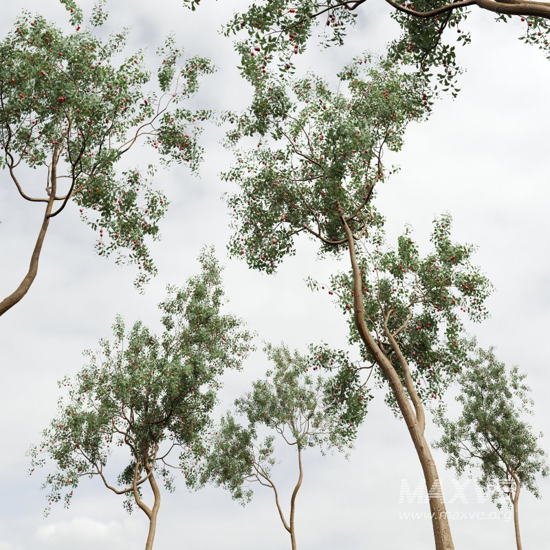 ntal and culinary value. - Image 8