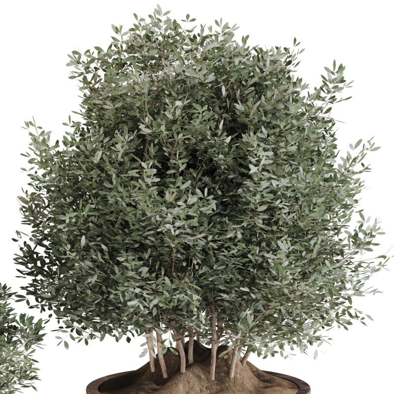 Outdoor Tree Collection in Pot 02 - Image 6