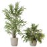 AV Indoor Plants Set 304 Areca Palm and Dracaena Marginata and Lemon Dragon and Ficus - Thumbnail 3