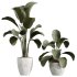 AV Indoor Plants Set 286 Ficus Marginata Olive Calathea Lutea - Thumbnail 2