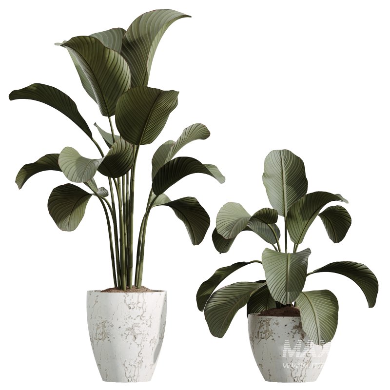 AV Indoor Plants Set 286 Ficus Marginata Olive Calathea Lutea - Image 2
