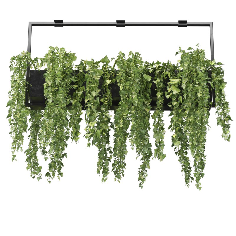 English ivy hanging pot - Image 1