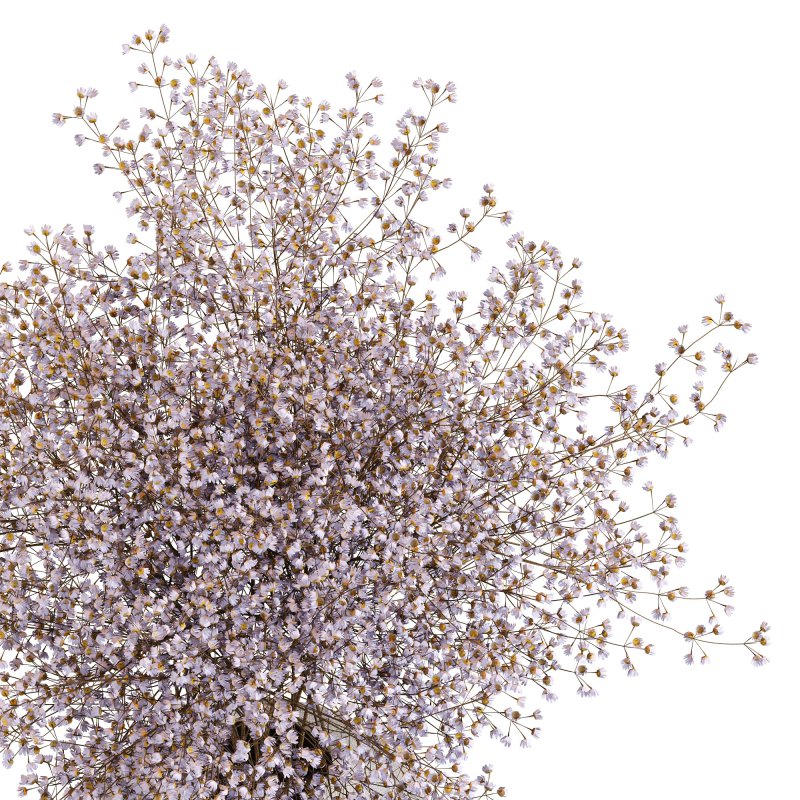 Minimal Bloom Gypsophila Arrangement - Image 6