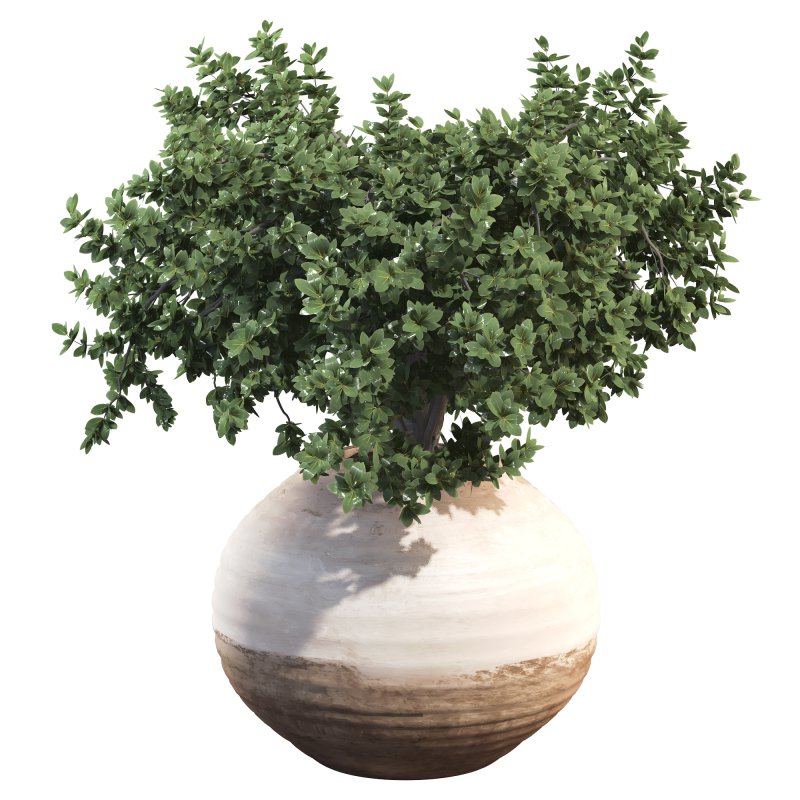 Outdoor Bush Collection in Pot 08 - Image 5