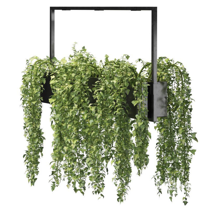 English ivy hanging pot - Image 2