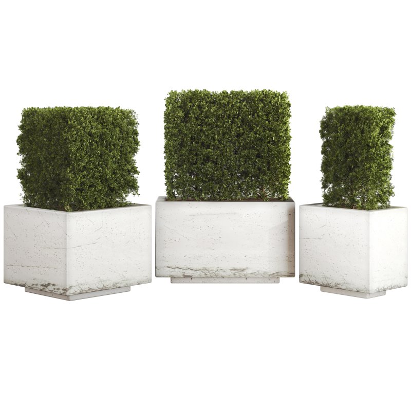 Hedge Set 01 - Image 5