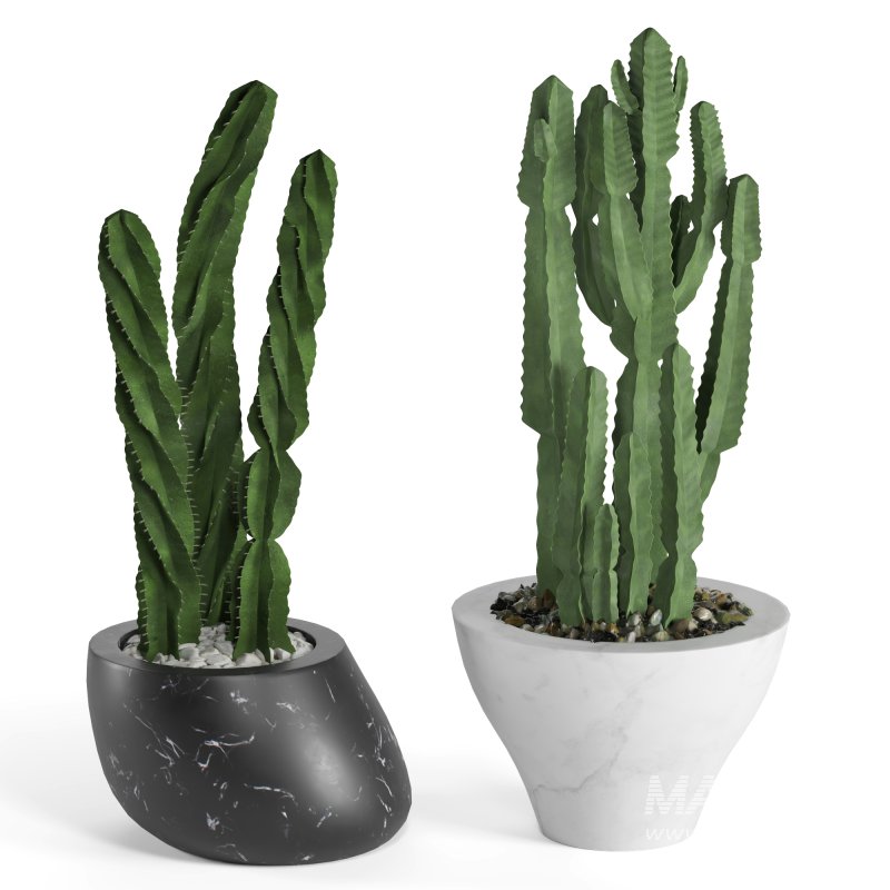 Indoor Plant Cactus - Image 3