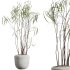 AV Indoor Plants Set 300 Japandi Decorative Minimalism Ficus Dracaena Marginata - Thumbnail 3