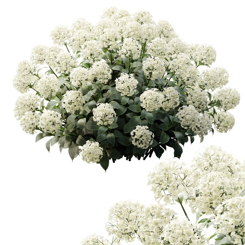 ntal appeal. Known as the “Garden Gate” hydrangea, this species is celebrated for its large spherical flower heads that bloom in a range of colors—white, blue, pink, purple, and yellow—making it one of the most versatile flowering shrubs for landscaping and decorative design. Its broad, glossy green leaves and abundant floral clusters bring a sense of freshness, romance, and elegance to both exterior gardens and indoor visualizations. Meticulously modeled with 4K textures, the asset ensures botanical accuracy, realistic shading, and excellent performance for high-quality renders. - Image 1