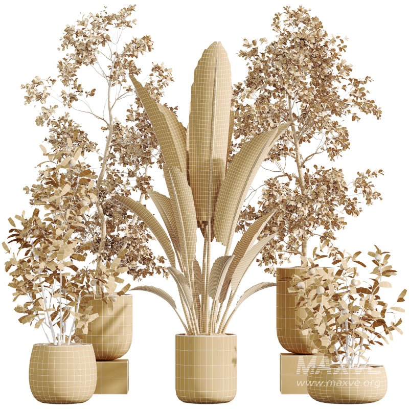 AV Indoor Plants Set 290 Fruit Bonsai China Orange Tree and Banana Strelitzia Nicolai and Arbequina Olive - Image 7