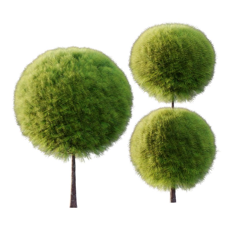 Juniperus scopulorum Tree 03 - Image 4