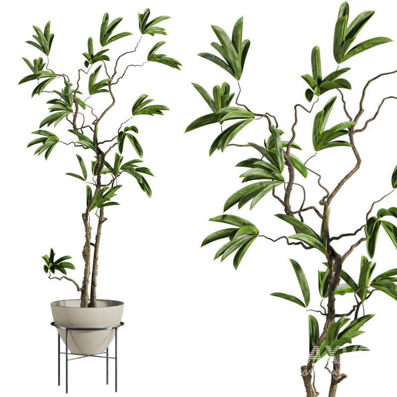 potted plant - Image 4