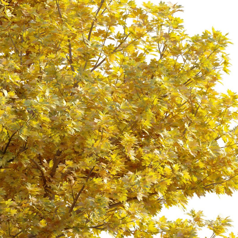 Acer platanoides – Norway Maple 01 - Image 2