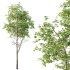 fagus sylvatica Tree 01 - Thumbnail 1