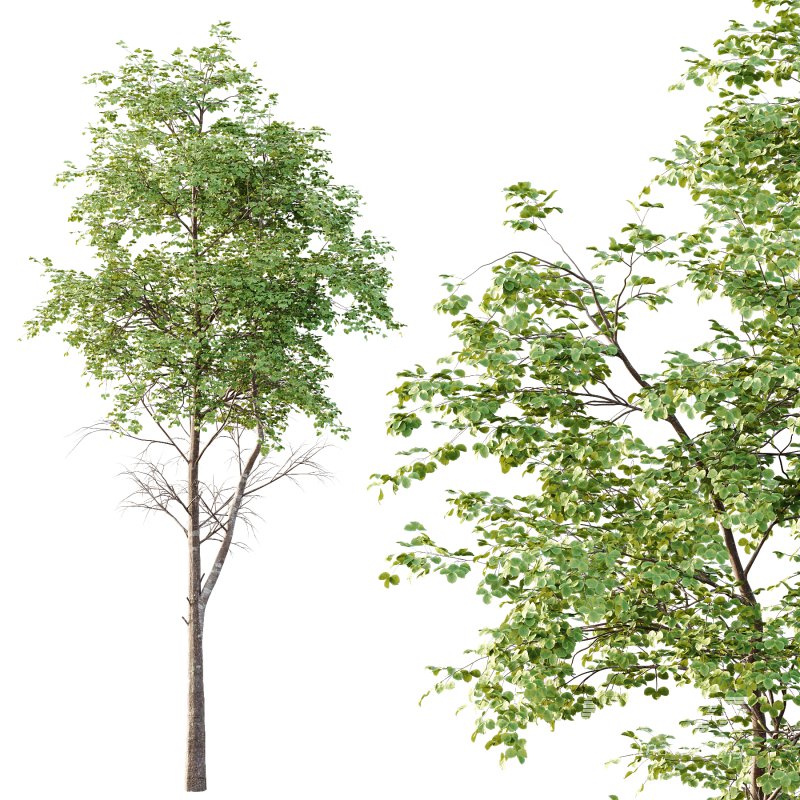 fagus sylvatica Tree 01 - Image 1