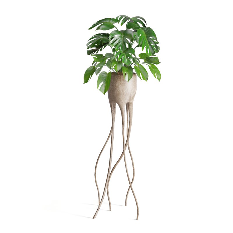Indoor Plant Monstera in Weird constructed haphazard roots Pot - Image 2