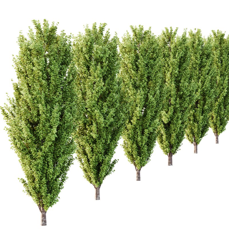 fagus sylvatica tree 15 - Image 4