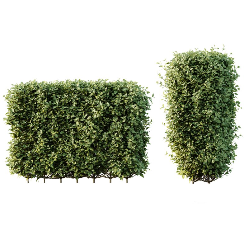 ntal topiary work. Its ability to withstand pollution and frequent trimming makes it a popular solution for urban landscapes and structured green spaces. - Image 6