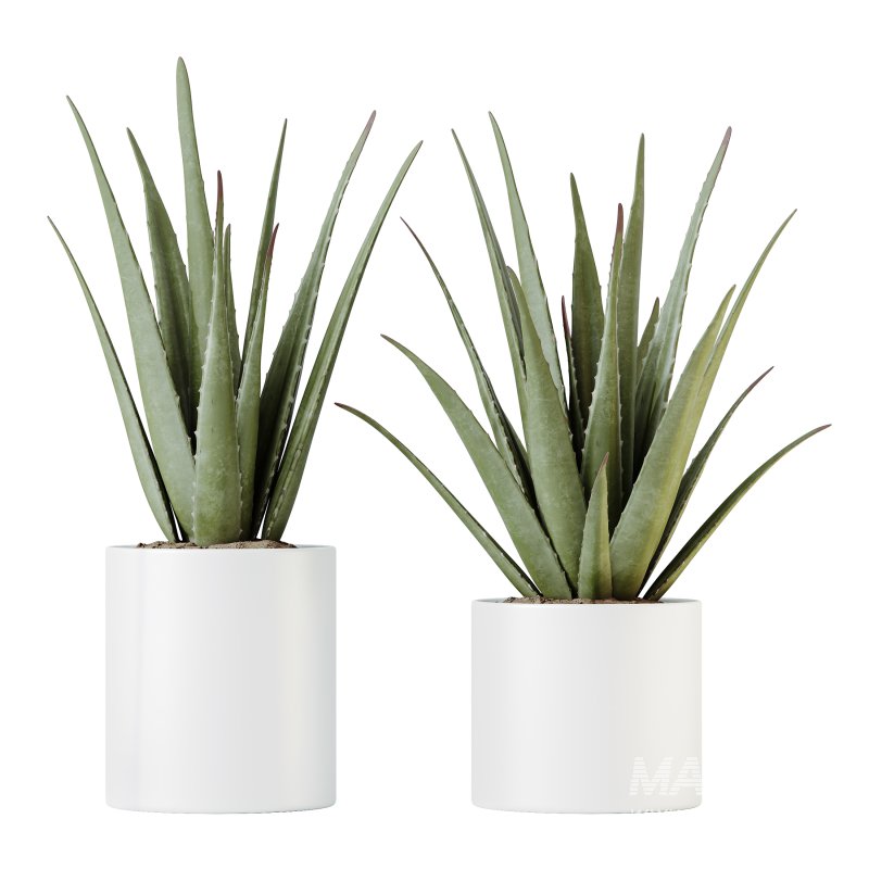 indoor plant set - Image 10