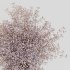 Minimal Bloom Gypsophila Arrangement - Thumbnail 5