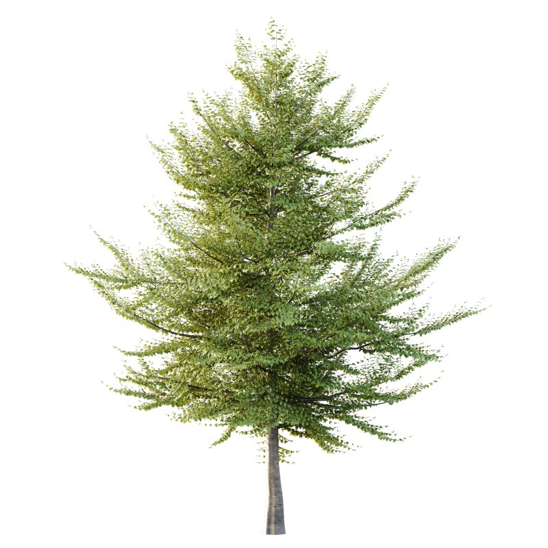 Different Trees 37 - Image 5