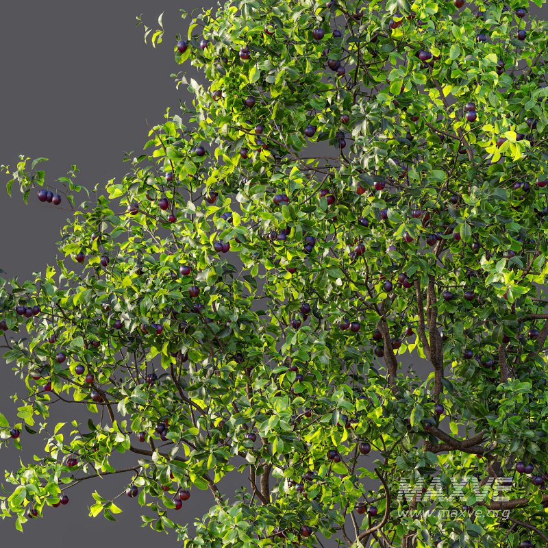 AV Fruit Trees Prunus Salicina Plum Pflaume and Pear Pyrus Communis - Image 7