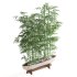 Indoor Plant Bamboo - Thumbnail 2
